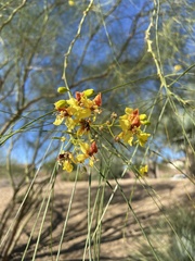 Parkinsonia