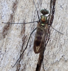 Liancalus virens