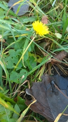 Taraxacum officinale