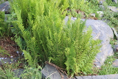 Dryopteris oreades