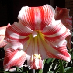 Hippeastrum vittatum
