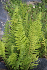 Dryopteris oreades
