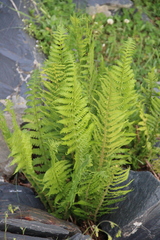 Dryopteris oreades
