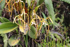 Maxillaria speciosa