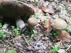 Leccinum duriusculum