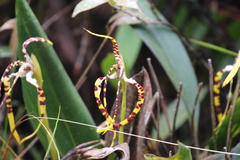 Maxillaria speciosa