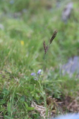 Bromus variegatus