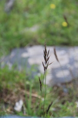Bromus variegatus