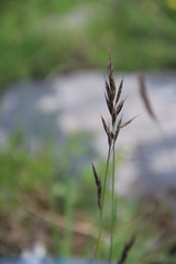 Bromus variegatus