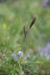 Bromus variegatus
