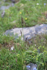 Bromus variegatus