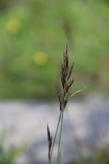 Bromus variegatus