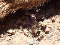 Ocymyrmex barbiger