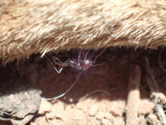 Ocymyrmex barbiger
