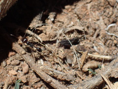 Ocymyrmex barbiger
