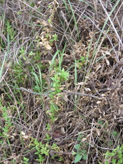 Stellaria littoralis