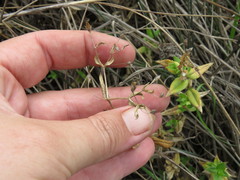 Stellaria littoralis