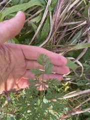Selinum