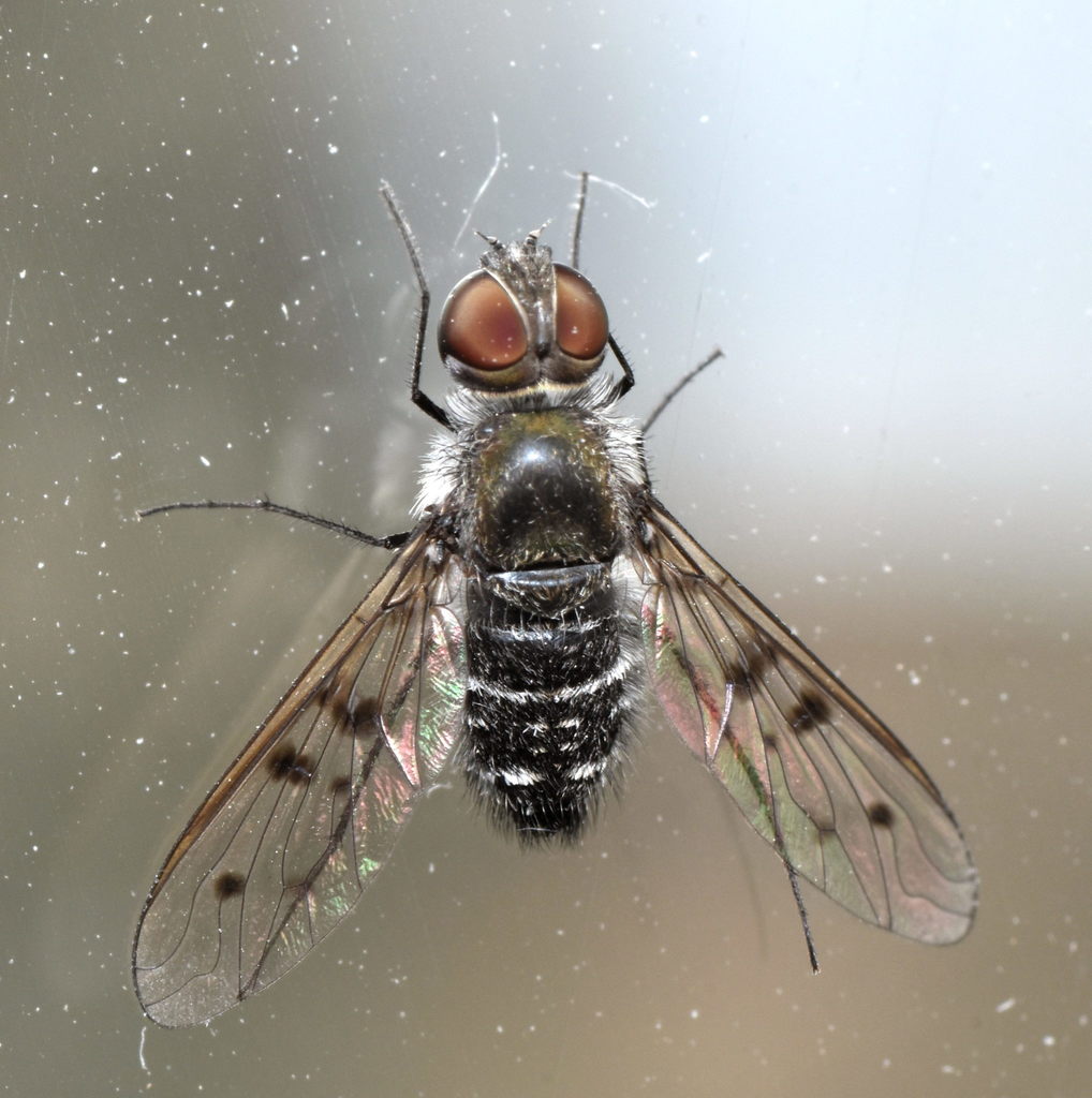 Anthrax sticticus