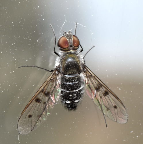 Anthrax sticticus
