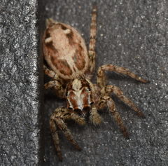 Plexippus paykulli