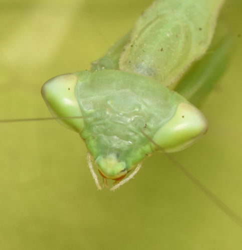 Egyptian Praying Mantis photo 4