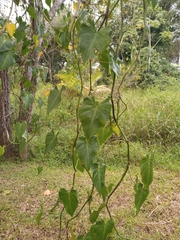 Philodendron hederaceum