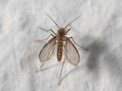 Phlebotominae