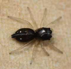 Heliophanillus