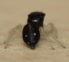 Heliophanillus