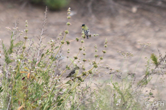 Spinus psaltria