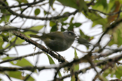 Chlorospingus semifuscus