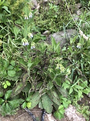 Symphytum asperum
