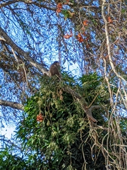 Chlorocebus pygerythrus hilgerti