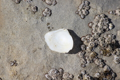 Cumingia californica