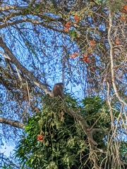 Chlorocebus pygerythrus hilgerti