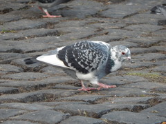 Columba livia domestica