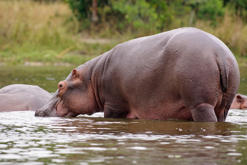 Hippo