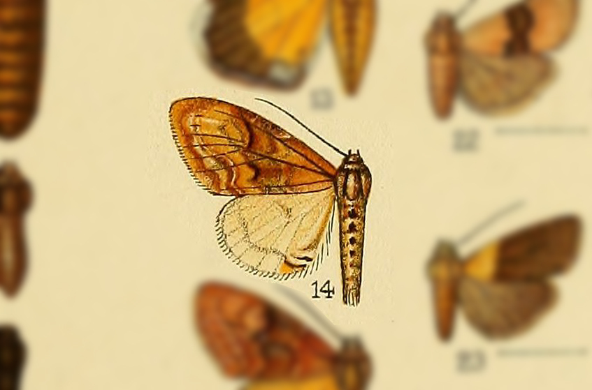 Protoseudyra secunda