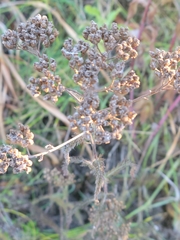 Achillea millefolium borealis