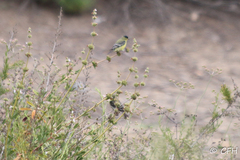 Spinus psaltria