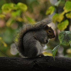 Sciurus carolinensis