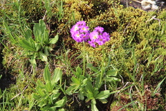 Primula auriculata