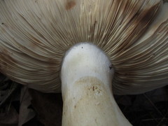 Tricholoma colossus