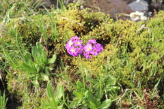 Primula auriculata