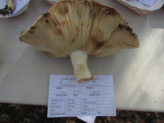 Tricholoma colossus