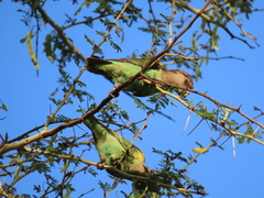 Poicephalus meyeri transvaalensis