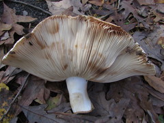 Tricholoma colossus