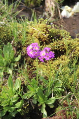 Primula auriculata