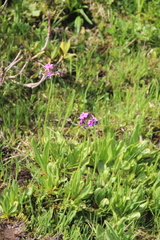 Primula auriculata